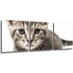 Obraz 3D třídílný - 150 x 50 cm - little kitten malé kotě – Sleviste.cz