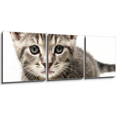 Obraz 3D třídílný - 150 x 50 cm - little kitten malé kotě – Sleviste.cz