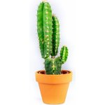 Gardners Cereus peruvianus mix, průměr 6 cm Kaktus – Hledejceny.cz