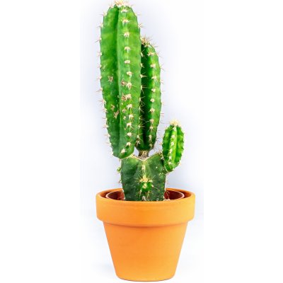 Gardners Cereus peruvianus mix, průměr 6 cm Kaktus – Hledejceny.cz