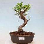 e-bonsai Pokojová bonsai - Ficus kimmen - malolistý fíkus – Hledejceny.cz