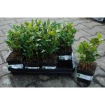 Sazenice bobkového listu (Laurus Nobilis) – Zboží Dáma