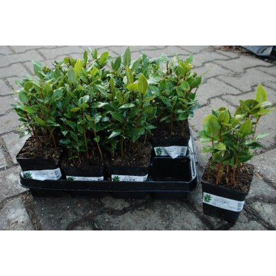 Sazenice bobkového listu (Laurus Nobilis) – Zboží Dáma