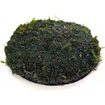 Vesicularia montagnei - Christmas moss na kokosové korunce – Zboží Dáma