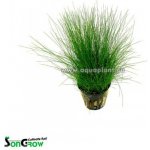 Eleocharis parvulus - Bahnička drobná – Zboží Mobilmania