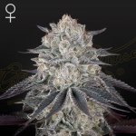 Green House Seed Gelato 41 x Gelato 41 Auto semena neobsahují THC 1 + 1 ks Fullgas – Zboží Dáma