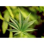 WEBLUX 5123920 Fototapeta vliesová marijuana marihuana rozměry 200 x 144 cm