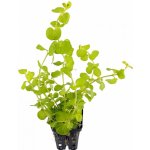 Lysimachia nummularia aurea – Zboží Dáma