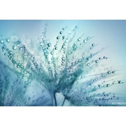 WEBLUX Fototapeta plátno Dandelion Seeds in the drops of dew on a beautiful blurred background. Dandelions on a beautiful blue background. Drops of dew sparkle on the dan 174 x 120 cm