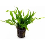 Microsorium pteropus Petite – Zboží Dáma