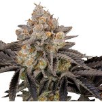 Fast Buds Gorilla Cookies FF semena neobsahují THC 10 ks – Zboží Mobilmania