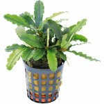 Bucephalandra theia – Zboží Dáma