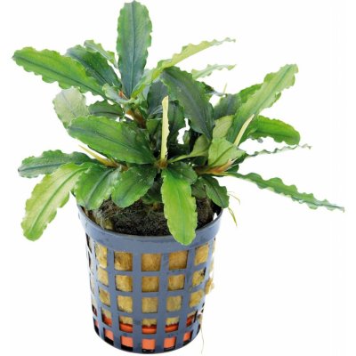 Bucephalandra theia – Zboží Dáma