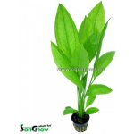 Echinodorus bleheri - Šípatkovec bleheri – Zboží Mobilmania