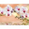 Tapety WEBLUX Fototapeta plátno - 74704907 orchidea cíl horizontal rozměry 330 x 244 cm