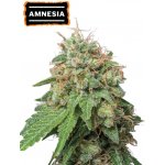 Seedstockers Amnesia AUTO semena neobsahují THC 25 ks – Zboží Dáma Seedstockers Amnesia AUTO semena neobsahují THC 25 ks – Zboží Dáma