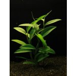 Epipremnum pulchrum - Šplhavník krásný – Zboží Dáma