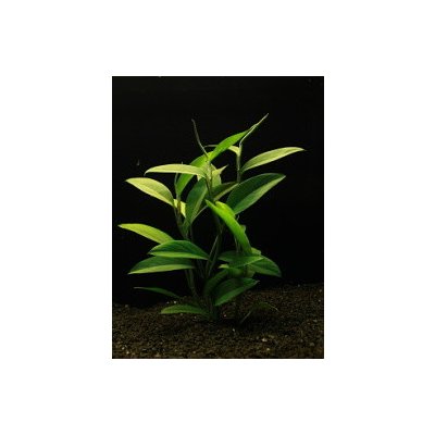 Epipremnum pulchrum - Šplhavník krásný "T" – Sleviste.cz