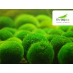 Cladophora aegagropila Mechová koule 50 ks – Zboží Mobilmania