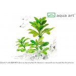 Lobelia cardinalis - Lobelka šarlatová – Zboží Dáma