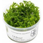 Limnophila aquatica - Bahnatka vodní – Zboží Dáma Limnophila aquatica - Bahnatka vodní – Zboží Dáma