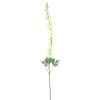 Květina Stračka (Ostrožka) - Delphinium 'Akana' krémová V125 cm (N957280)