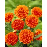 Jiřina 'Orange nugget' 1 ks – Sleviste.cz