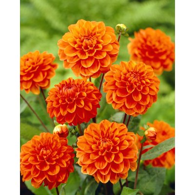 Jiřina 'Orange nugget' 1 ks – Sleviste.cz