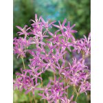 Triteleia 'Babylon' 5 ks – Hledejceny.cz