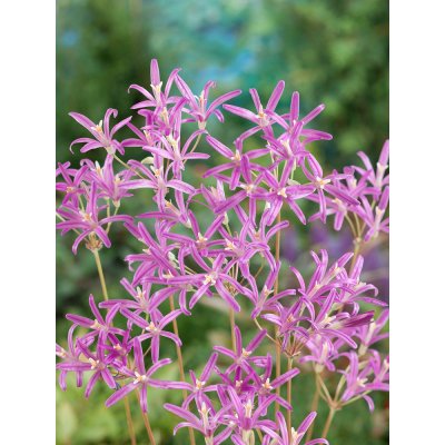 Triteleia 'Babylon' 5 ks – Hledejceny.cz