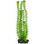 Tetra rostlina Ambulia 30 cm – Zboží Mobilmania