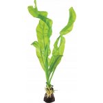 Aponogeton ulvaceus - Kalatka šroubovitá – Zboží Mobilmania