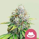 Royal Queen Seeds OG Kush semena neobsahují THC 5 ks – Sleviste.cz