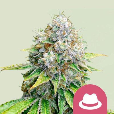 Royal Queen Seeds OG Kush semena neobsahují THC 5 ks – Sleviste.cz