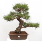 e-bonsai Venkovní bonsai - Pinus thunbergii - Borovice thunbergova – Hledejceny.cz