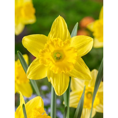 Narcis 'Mando' 5 ks – Hledejceny.cz