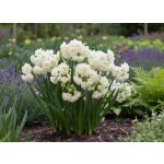 Narcis 'Erlicheer' 5 ks – Hledejceny.cz