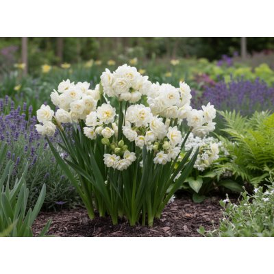 Narcis 'Erlicheer' 5 ks – Hledejceny.cz