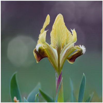 Kosatec Ritz - Iris pumila - cibuloviny - 1 ks