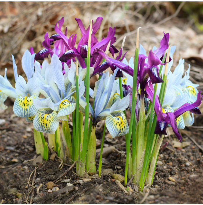 Nízké kosatce směs - Iris reticulata - hlízy kosatců - 5 ks