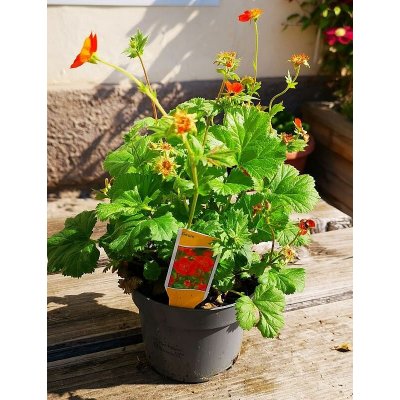 S Geum coccineum Borissi kuklík šarlatový 28-32cm/8 NL, živá rostlina – Zboží Dáma