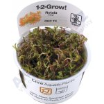 Rotala H´ra – Zboží Dáma