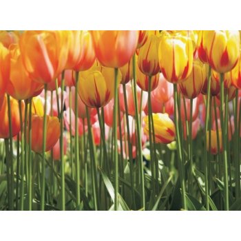 AG design FTS-0045 Papírová fototapeta Tulip big rozměry 360 x 254 cm