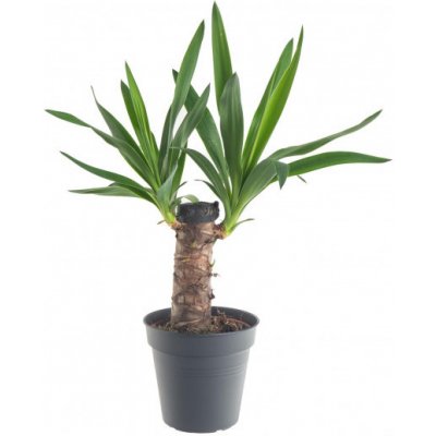 Juka pokojová, Yucca, 1 výhon, průměr květináče 14 cm – Zboží Dáma