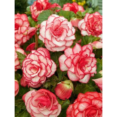 Begónie 'Picotee white-red' 2 ks – Sleviste.cz