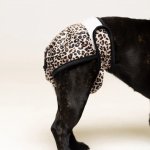 Lou and Co. Hárací kalhotky Leopard Large – Sleviste.cz