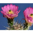 Semena kaktusů - Echinocereus reichenbachii - růžová barva -semena - 8 ks