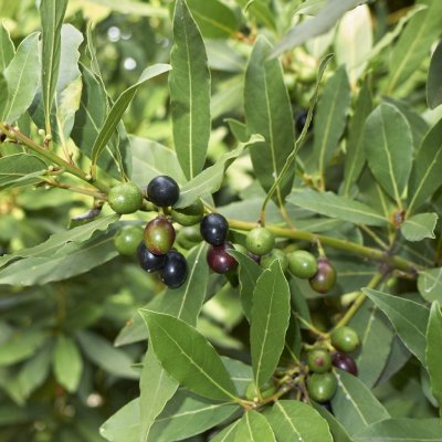 Vavřín vznešený - Laurus nobilis - semena vavřínu - 5 ks – HobbyKompas.cz