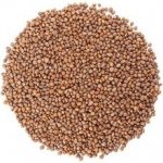 ZdravýDen Bio ředkvička semena na klíčení 200 g – Zboží Dáma