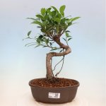 e-bonsai Pokojová bonsai - Ficus kimmen - malolistý fíkus – Hledejceny.cz